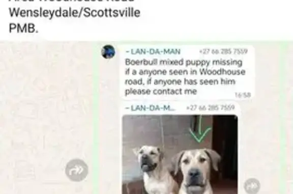 Lost Boerebull Puppy on Woodho...