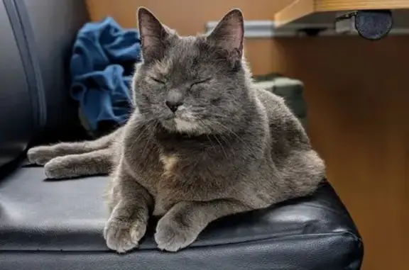 Chatte perdue, un œil vitreux, Cholet - photo