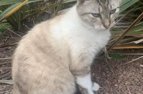 Chat mâle perdu, yeux bleus, Rue du Clos - photo