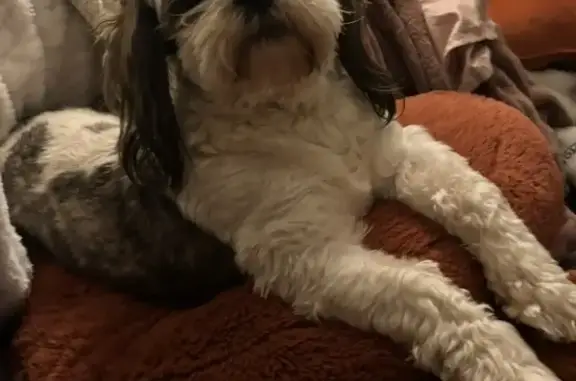 Lost Dog: Gizmo Missing in Spanaway