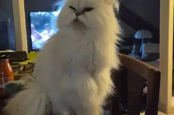 Perdue: Chat Persan blanc à Riom - photo