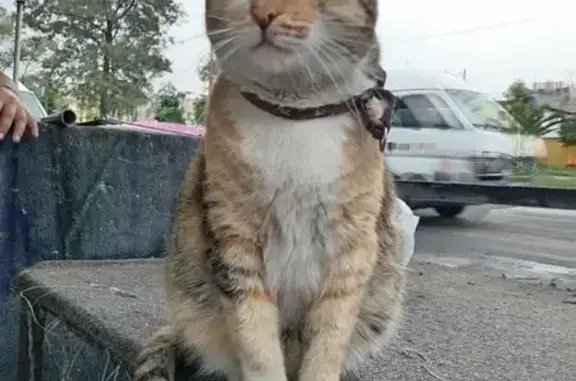 Búsqueda de mascotas, foto: Gato Perdido con Collar Morado en Neza