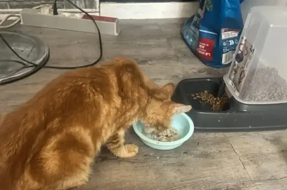 Chat malade perdu à Mitry-Mory - photo