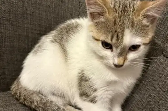 Animaux perdus Longueau, photo: Chat Perdue à Longueau, Rue Baroux