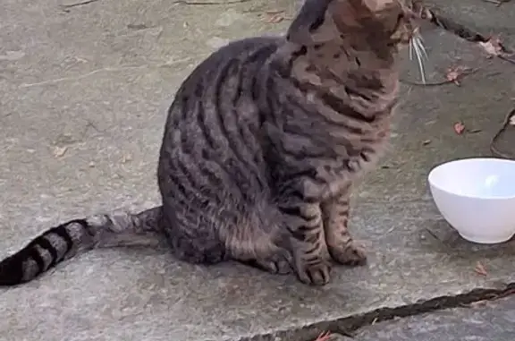 Animaux trouvés , photo: Chatte tigrée trouvée à La Gorgue