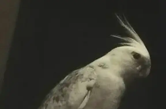 Lost White-Faced Cockatiel in Gosford