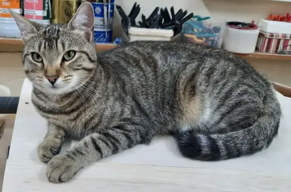 Chat Européen tigré perdu à Chassieu - photo