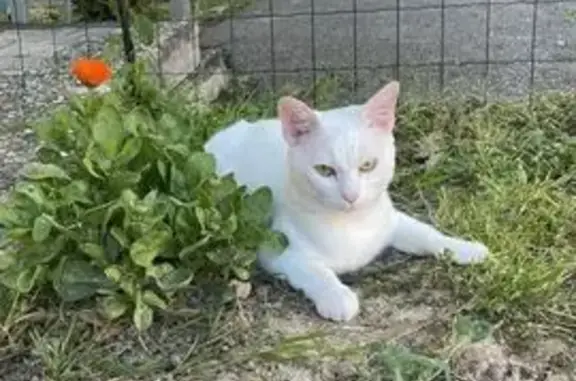 Animaux perdus Reichshoffen, photo: Chat mâle blanc perdu à Reichshoffen