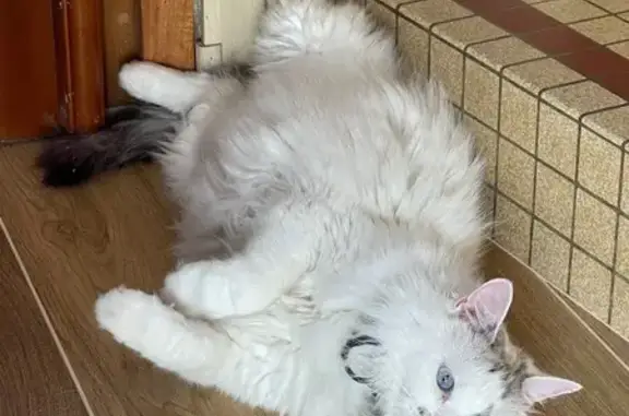 Chat perdu : blanc tacheté, yeux bleus, rue Martineau - photo