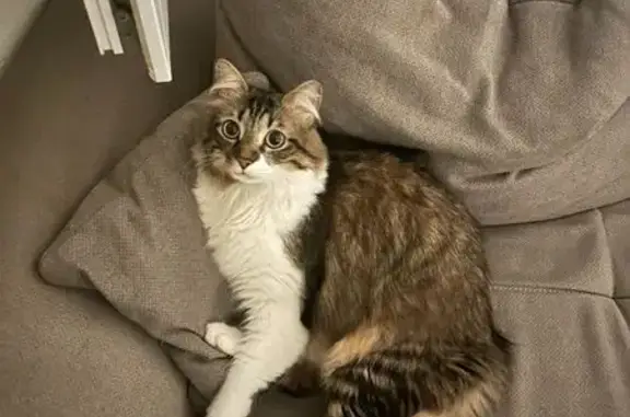 Chat perdu : Blue, peureux et affectueux - photo