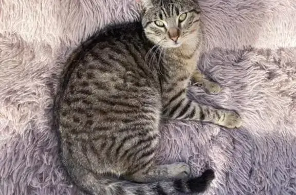 Gato Perdido: Cariñoso y Responde al Nombre