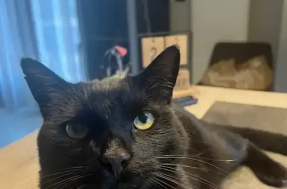 Animaux perdus , photo: Chat noir perdu, mâle stérilisé, grand gabarit
