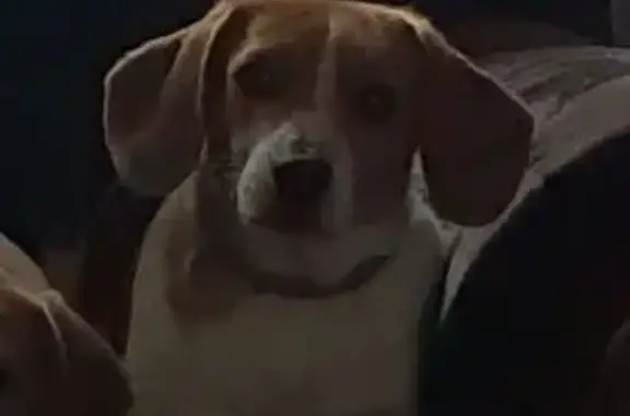 Animaux perdus Vaudelnay, photo: Beagle tricolore perdue à Vaudelnay