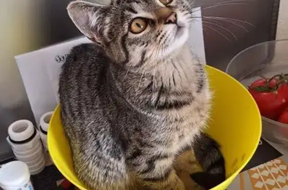 Chatte tigrée perdue à Hennebont - photo