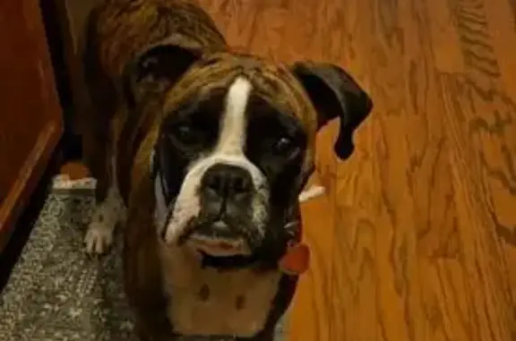 Lost Brindle Boxer: Help Find Dixie!