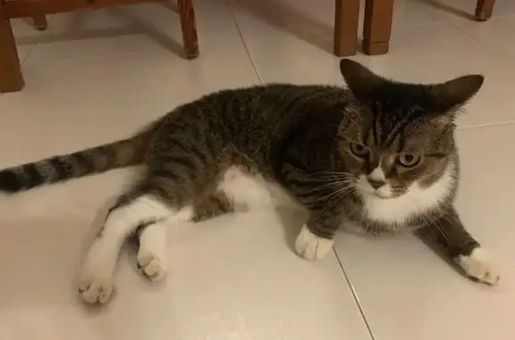 Missing cat Singapore, photo: Missing: Shy Striped Cat in Sembawang