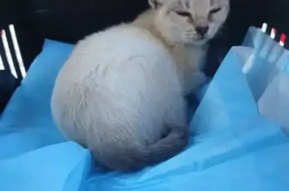 Se Busca: Gatita Perdida en Jerez de la Frontera