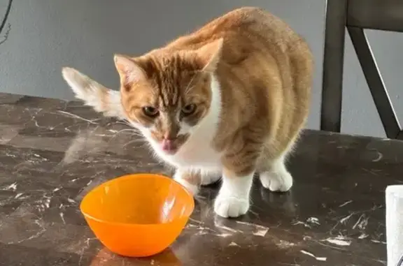 Lost Skittish Cat in Oconomowoc, WI