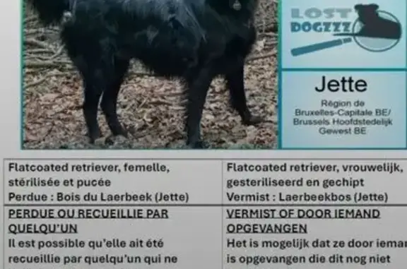 Chienne noire perdue à Jette, collier rouge - photo