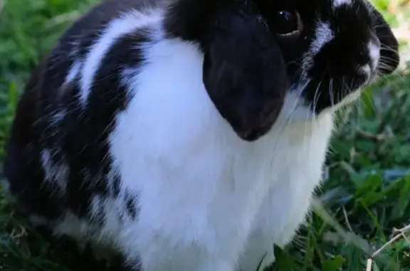 Lost pets Whitehorse, photo: Lost Mini Lop Bunny in Whitehorse