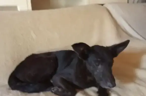 Perro Negro Perdido en Santa María del Río