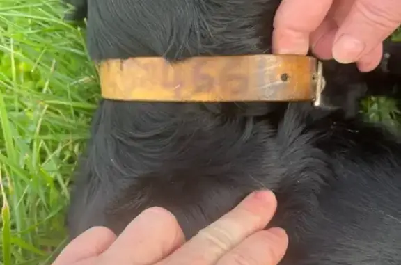 Animaux trouvés , photo: Chien trouvé, propriétaire inconnu à Coulx