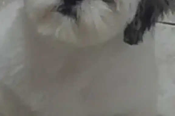 cachorro desaparecida