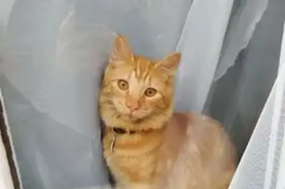 Chat roux perdu à Vénissieux - photo