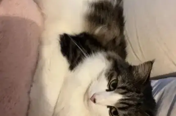 Chat perdu : poil long tricolore peureux - photo