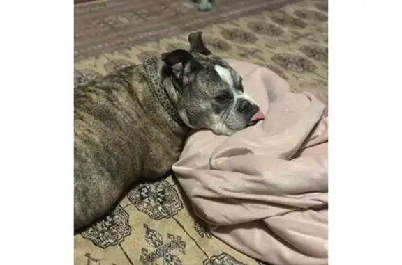 Help Find Luna: Lost Brindle Bulldog