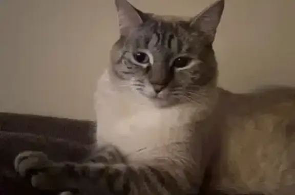 Missing cat , photo: Lost Cat Alert: River Oak Drive, 2720