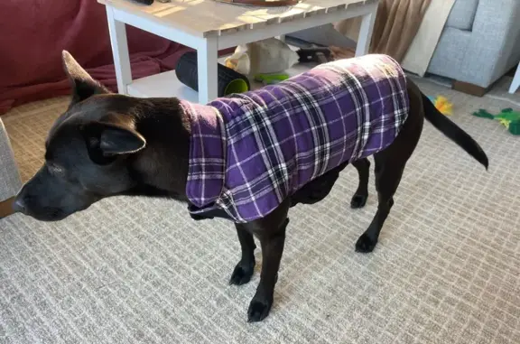 Lost Black Dog in Purple Coat - Hingham