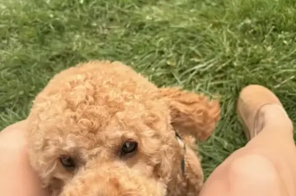 Lost: Shy Light Brown Dog 'Canelo'