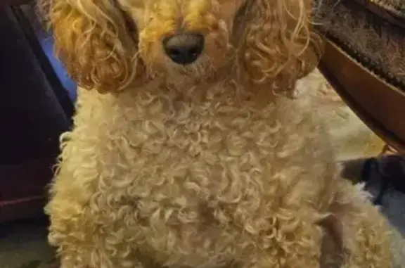 Animaux perdus Macheren, photo: Petit chien brun perdu à Macheren