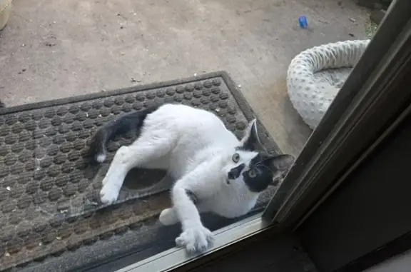 Found cat Addison, photo: Found: Young Cat with Black Spots in Addison