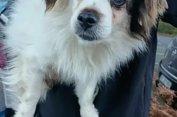 Animaux trouvés , photo: Chien mâle âgé non voyant trouvé Landaul