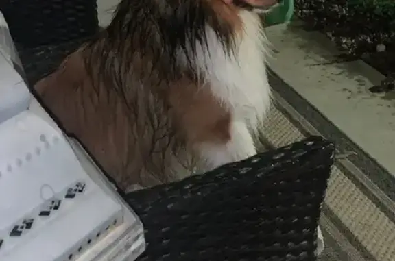 Tri-Color Dog Missing in Excelsior Springs