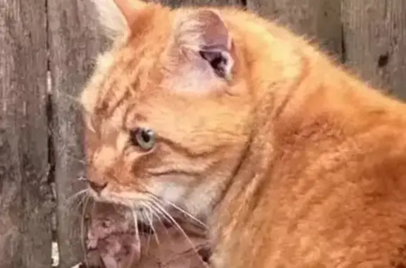 Lost Orange Tabby: Sweet Tommy Needs You!