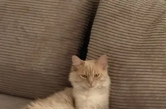 Animaux perdus Nîmes, photo: Chat perdu : Crème blanc, yeux jaunes, Nîmes