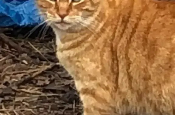 Help Find Tommy: Sweet Orange Tabby Lost