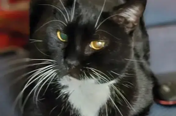 Lost: Black Tuxedo Cat, Half Tail, FL