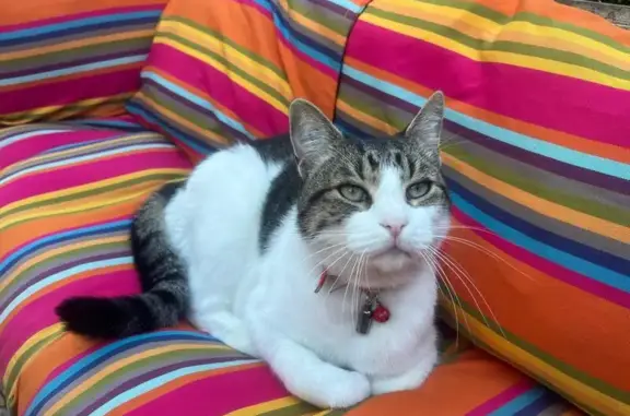 Animaux perdus Dax, photo: Chat perdu: Pastaga, collier rouge, Dax