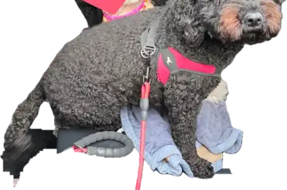 Lost Shy Dog: Black/Gray, Waldorf Area