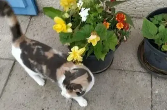 Animaux perdus , photo: Chat perdu Rue de l'Épine, Rothois