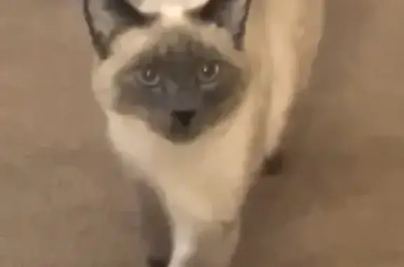 Lost Cat: Blue-Eyed Beauty in Warwick