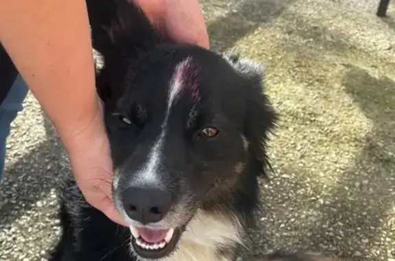 Animaux trouvés Moisdon-la-Rivière, photo: Border collie trouvé Rue du Niel, Moisdon