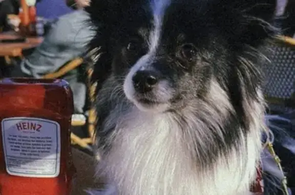 Lost Dog: Small Black & White on Cabot St