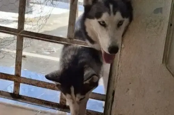 Perro Perdido: Husky Juguetona en Cancún