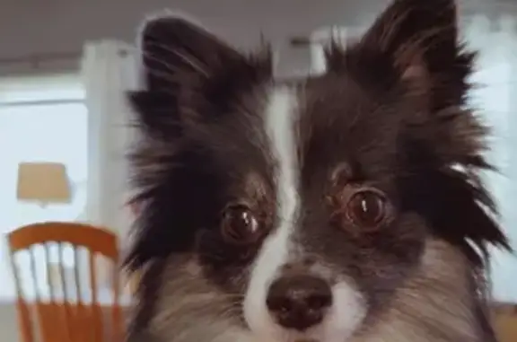 Lost Small Black & White Dog on Cabot St