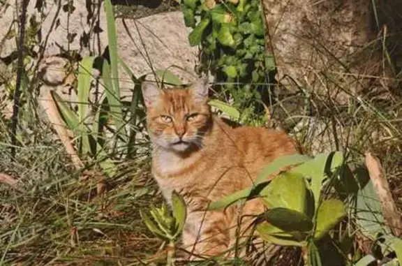 Chat perdu, Tourrettes-sur-Loup, photo: Chat roux perdu à Tourrettes-sur-Loup